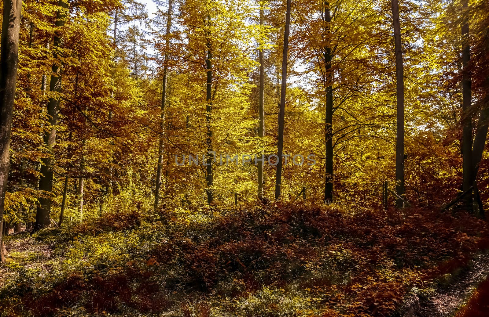 Beautiful panorama view on a golden autumn landscape found in eu by MP_foto71