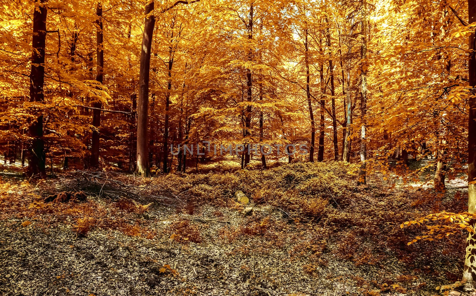 Beautiful panorama view on a golden autumn landscape in the middle of october