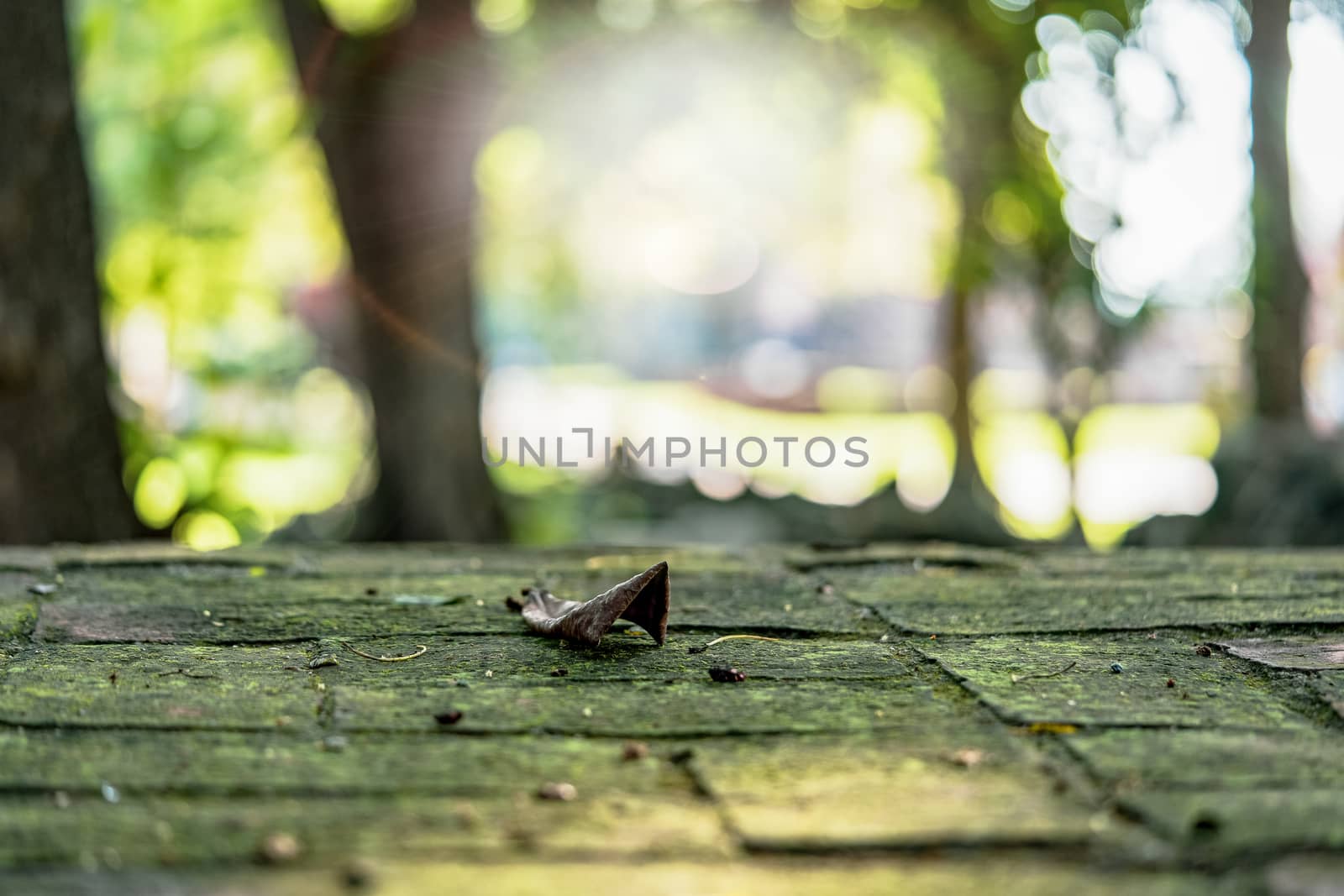 A picture of dry leaves on an antique brick floor with green moss and an early soft focus background with flare light.