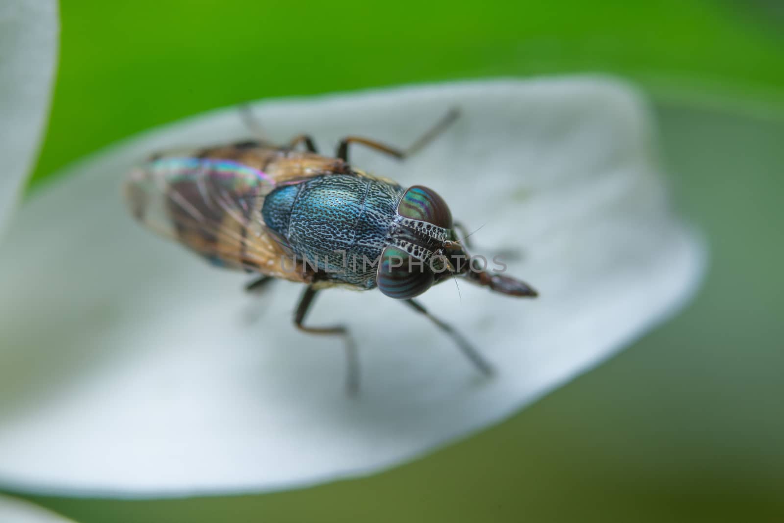 Macro fruit fly on the plant