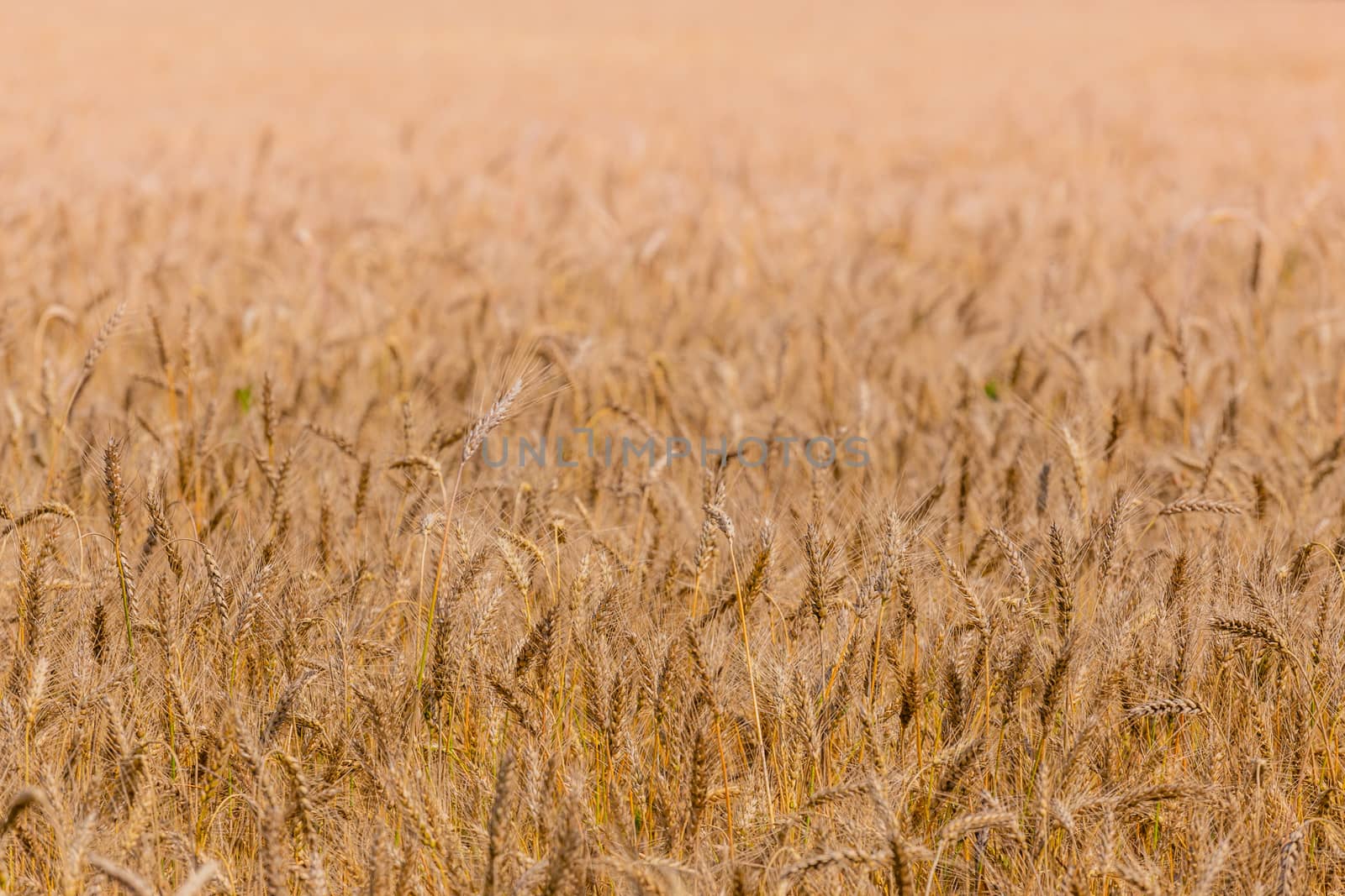 Yellow barley field at daytime under direct sunlight. Fully filled agriculture background with selective focus and blur.