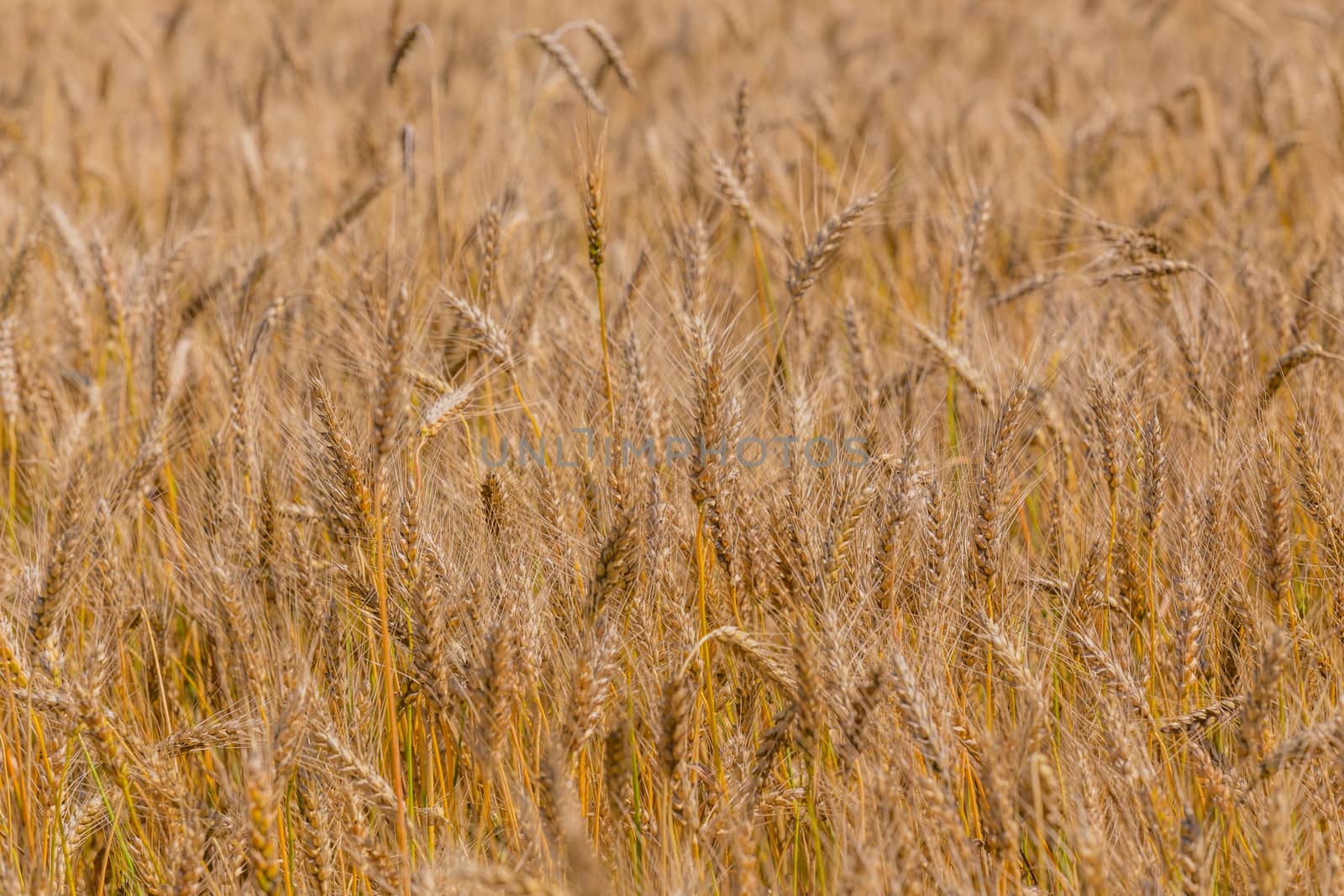 Yellow barley field at daytime under direct sunlight. Fully filled agriculture background with selective focus and blur.