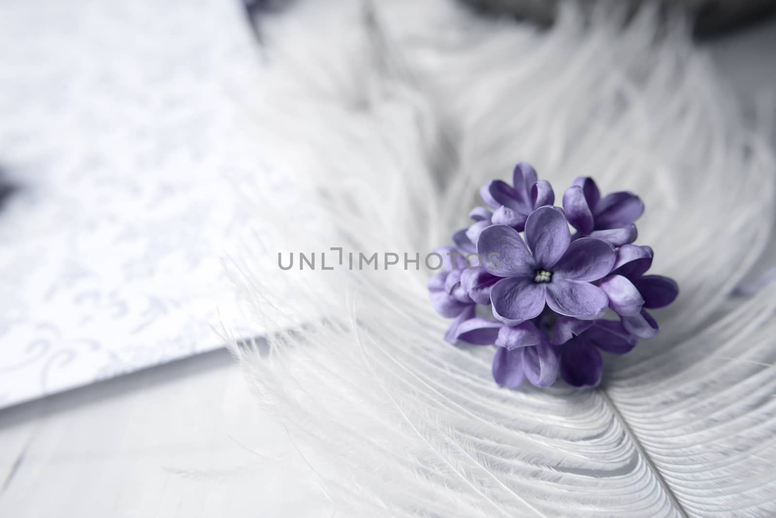 Five-pointed lilac blue violet flowers on a white ostrich feather. A lilac luck - flower with five petals among the four-pointed flowers of bright pink lilac (Syringa)