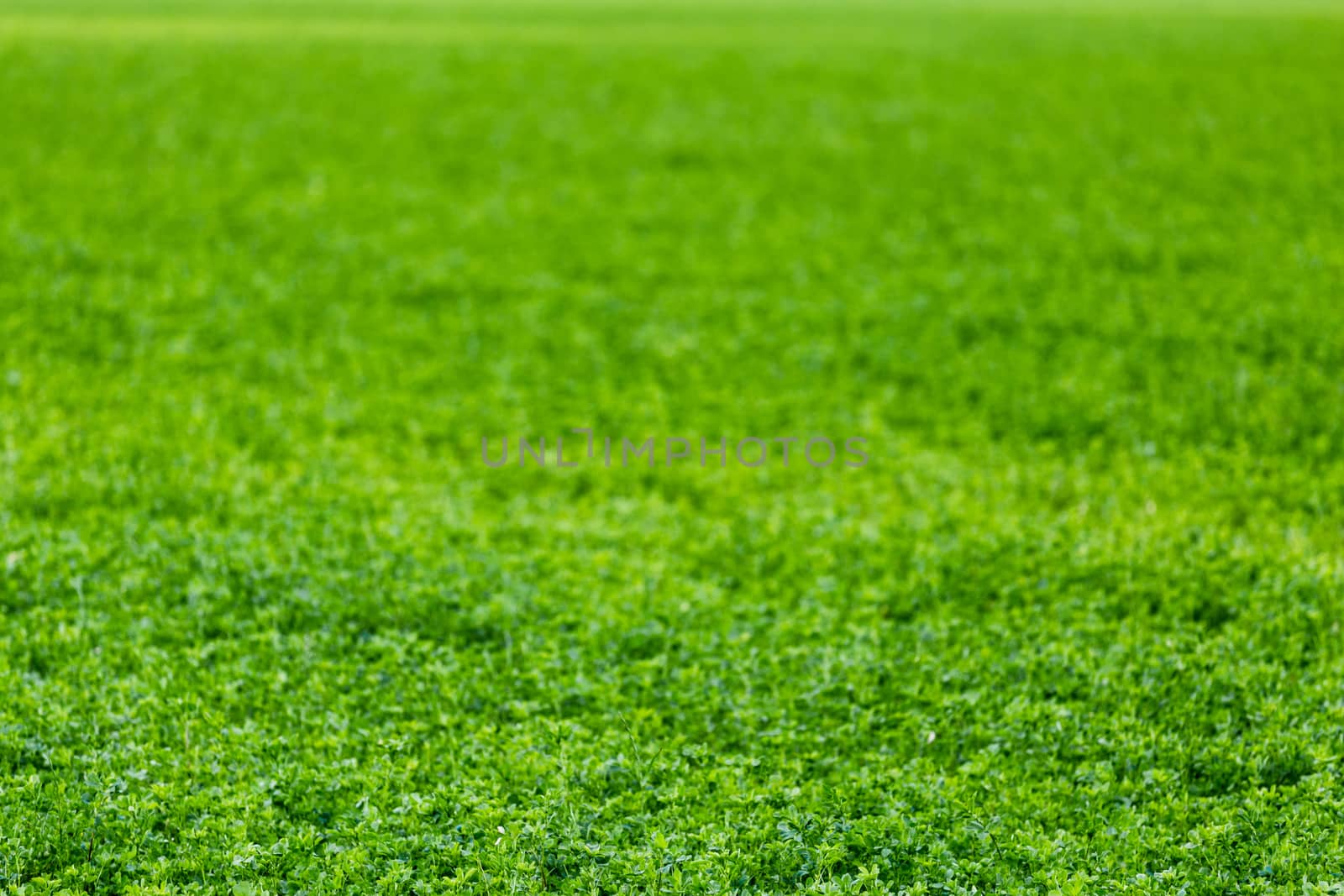 horizonless and edgeless green field agricultural background with selective focus and blur.