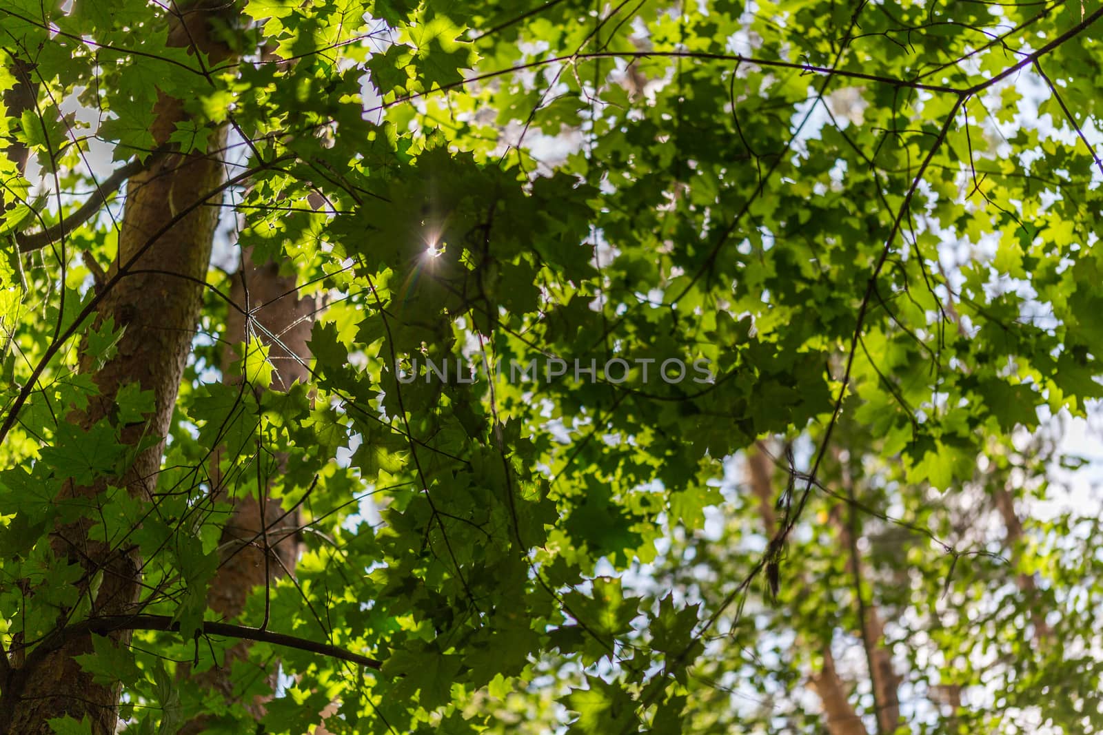 upward direction closeup view of maple tree in forest at sunny day with selective focus and bokeh blur