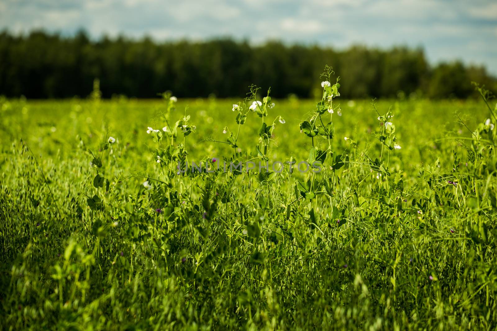 green agricultural peas field closeup with selective focus background and natural lens blur