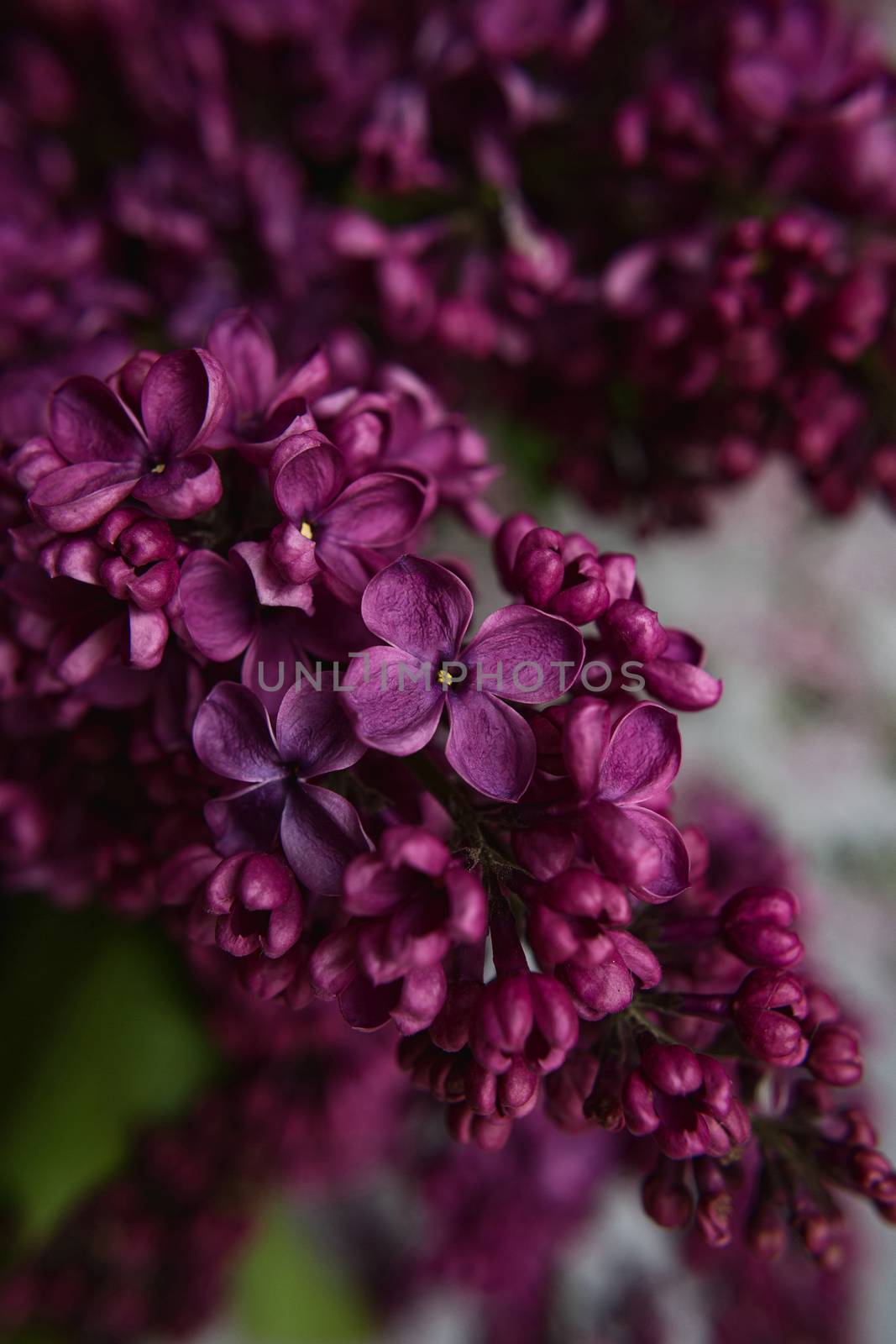 A bouquet of lilacs. Close up. Beautiful purple violet blooming lilac flowers. Greeting card.