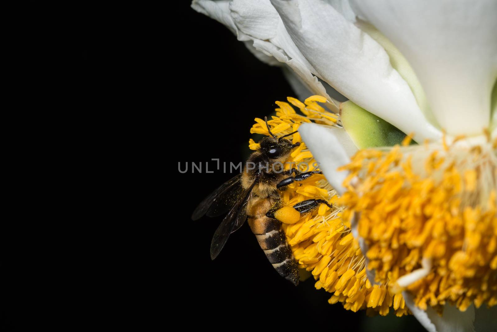 Bees are swarming macro flower