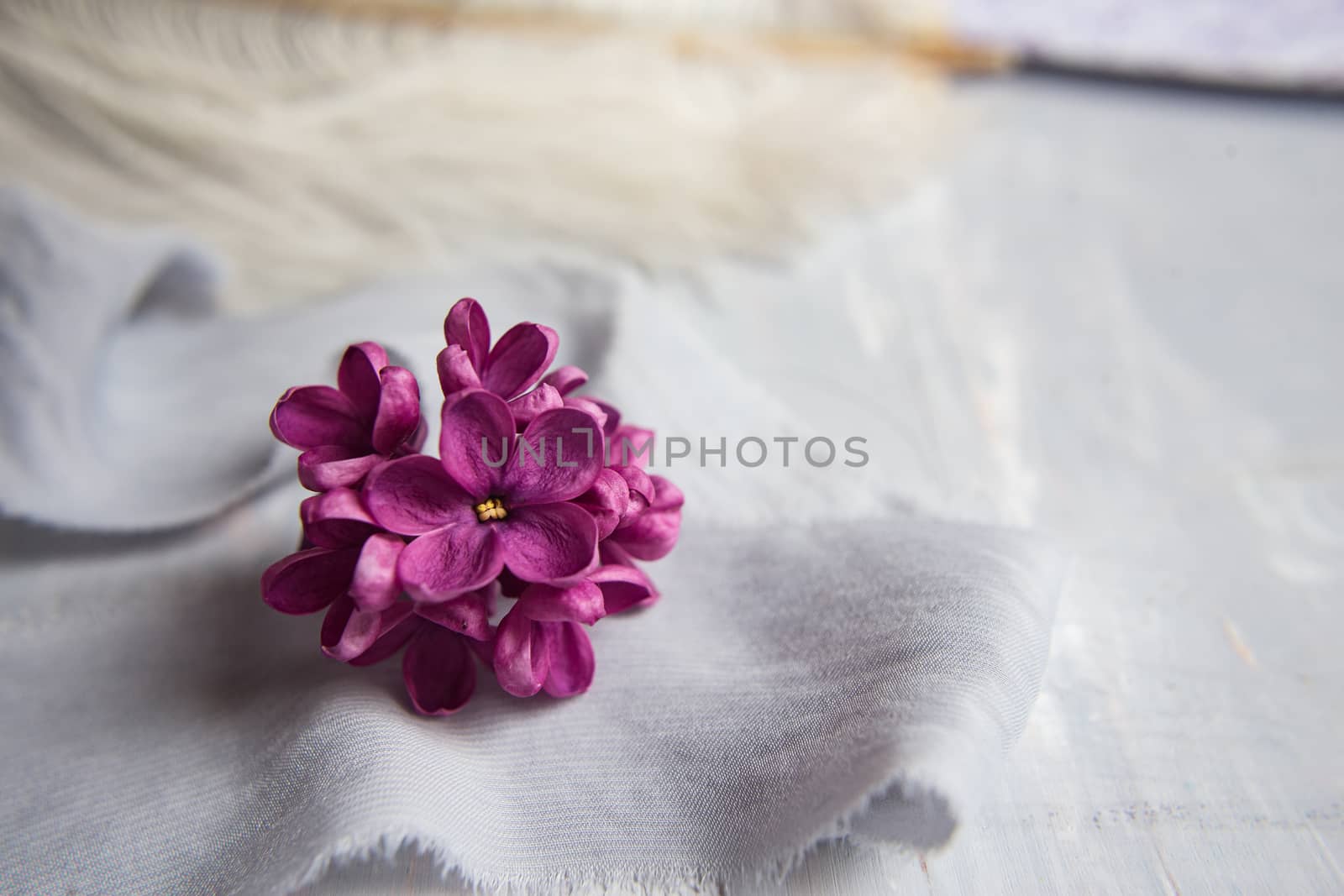 Five-pointed lilac violet flowers on a white ostrich feather. A lilac luck - flower with five petals among the four-pointed flowers of bright pink lilac (Syringa)