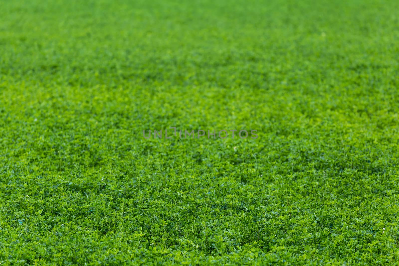 green horizonless field of agricultural peas selective focus background with natural lens blur