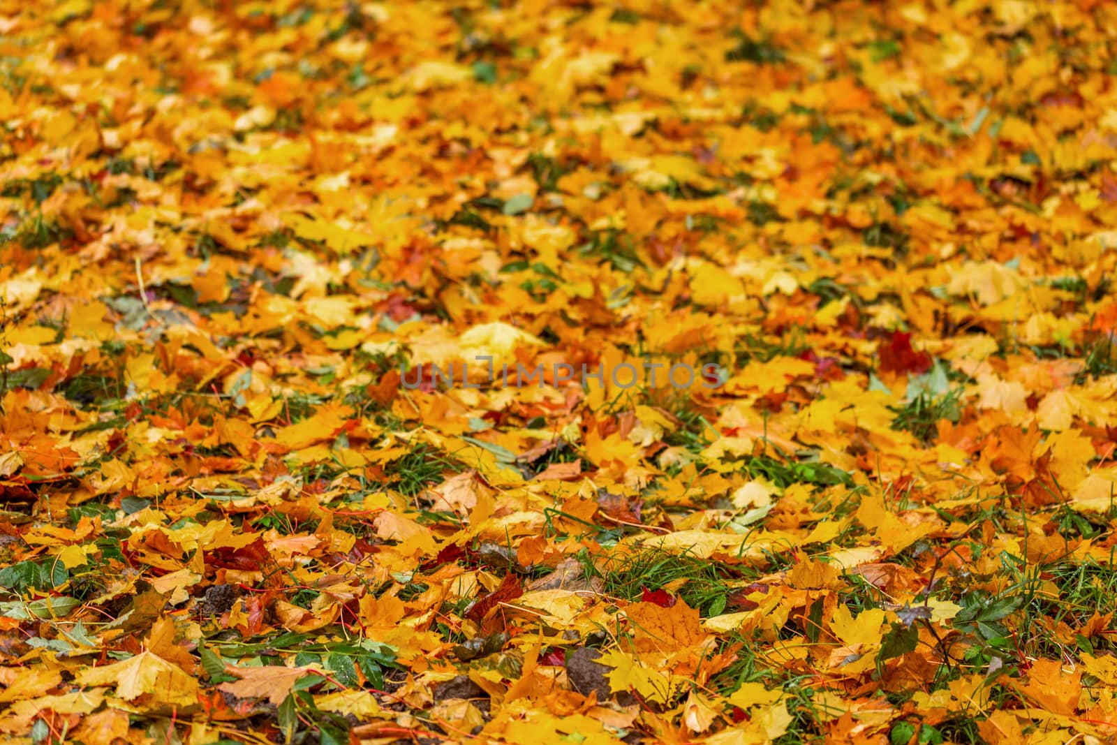 Autumn background from different types of fallen wooden leaves with selective focus and shallow depth of field by z1b