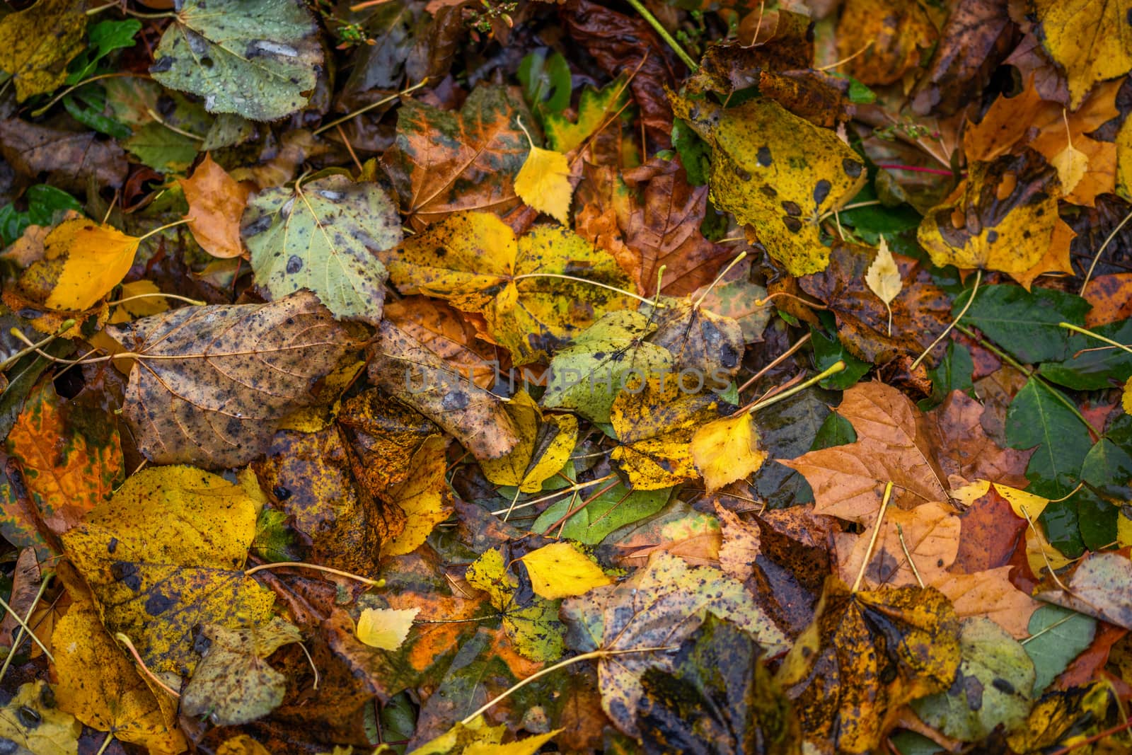 autumn background of mixed type of fallen leaves with selective focus close telephoto shot