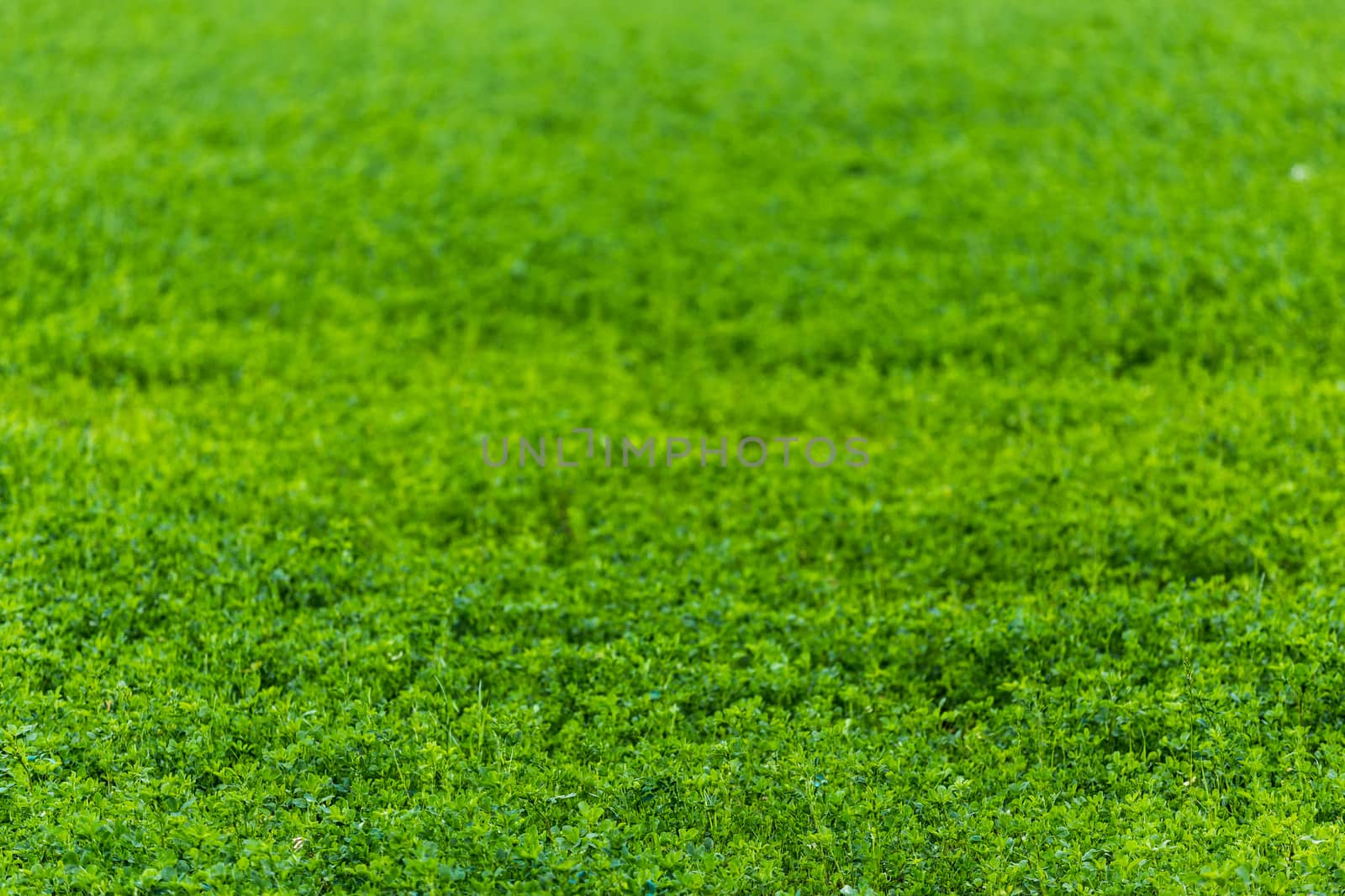 horizonless green peas field agricultural background with selective focus and blur.