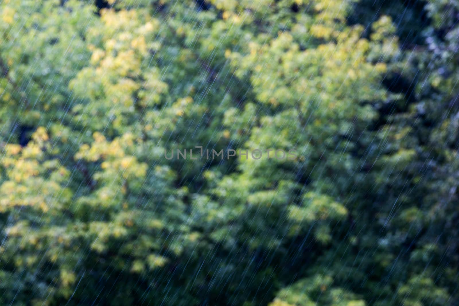 rainfall at sunny daylight on blurry green forest background.
