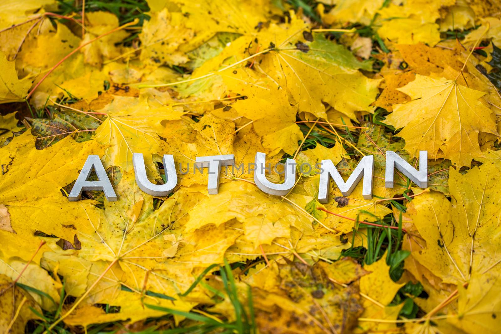 The word AUTUMN laid with gray letters on the ground with maple leaves by z1b