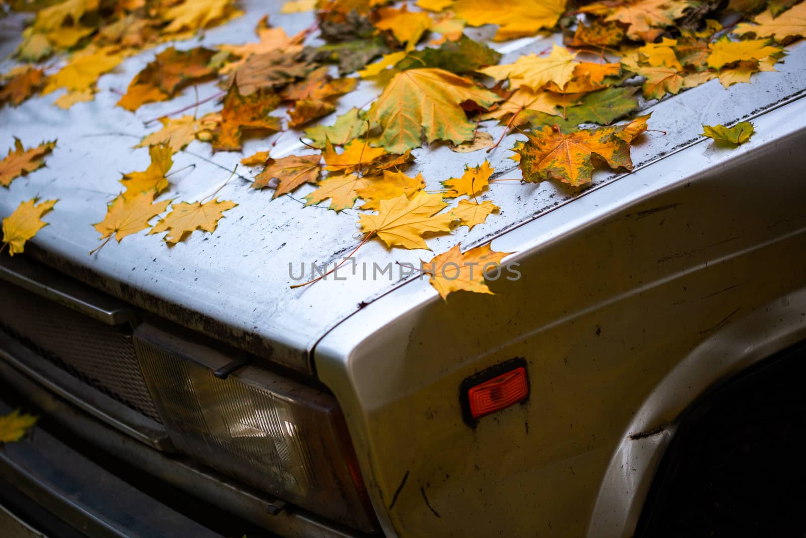 fallen maple leaves on old beaten car bonnet - close up autumn background with selective focus and blur