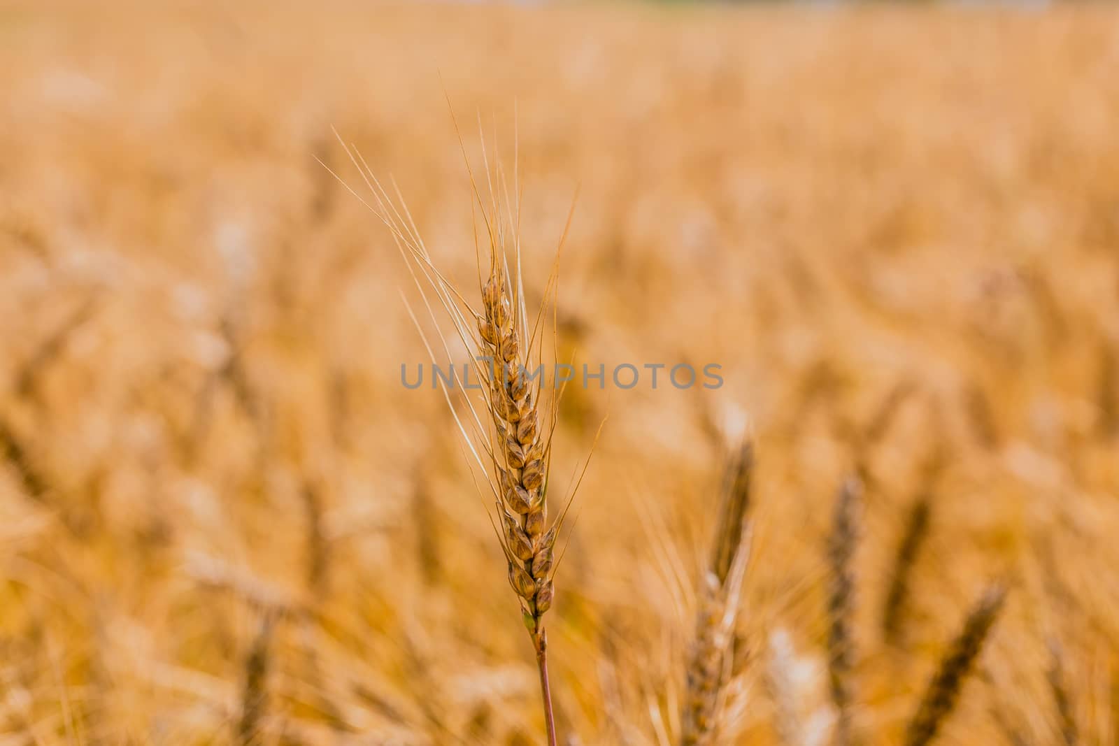 Yellow barley field at daytime under direct sunlight. Fully filled agriculture background with selective focus and blur.