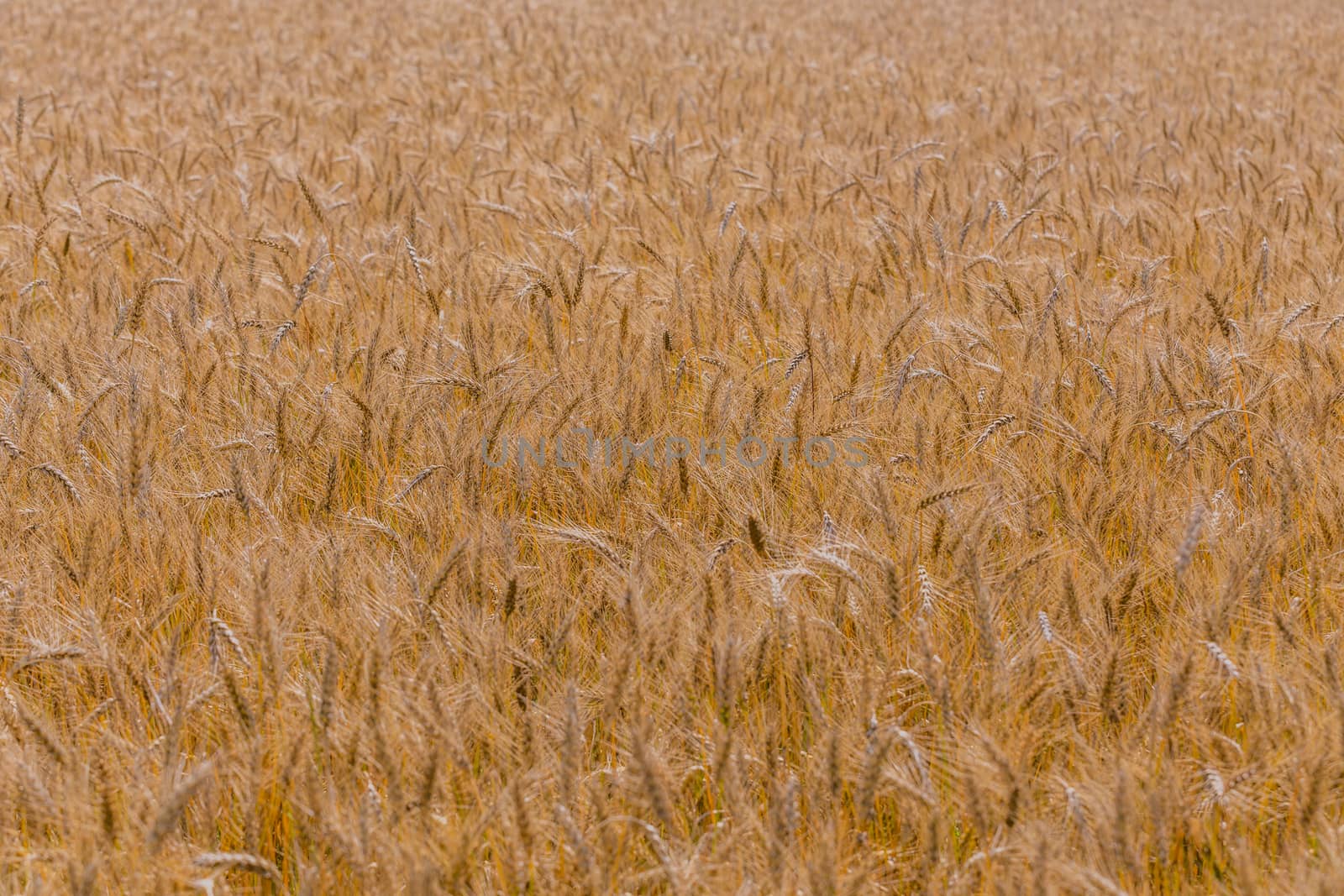 Yellow barley field at daytime under direct sunlight. Fully filled agriculture background with selective focus and blur.