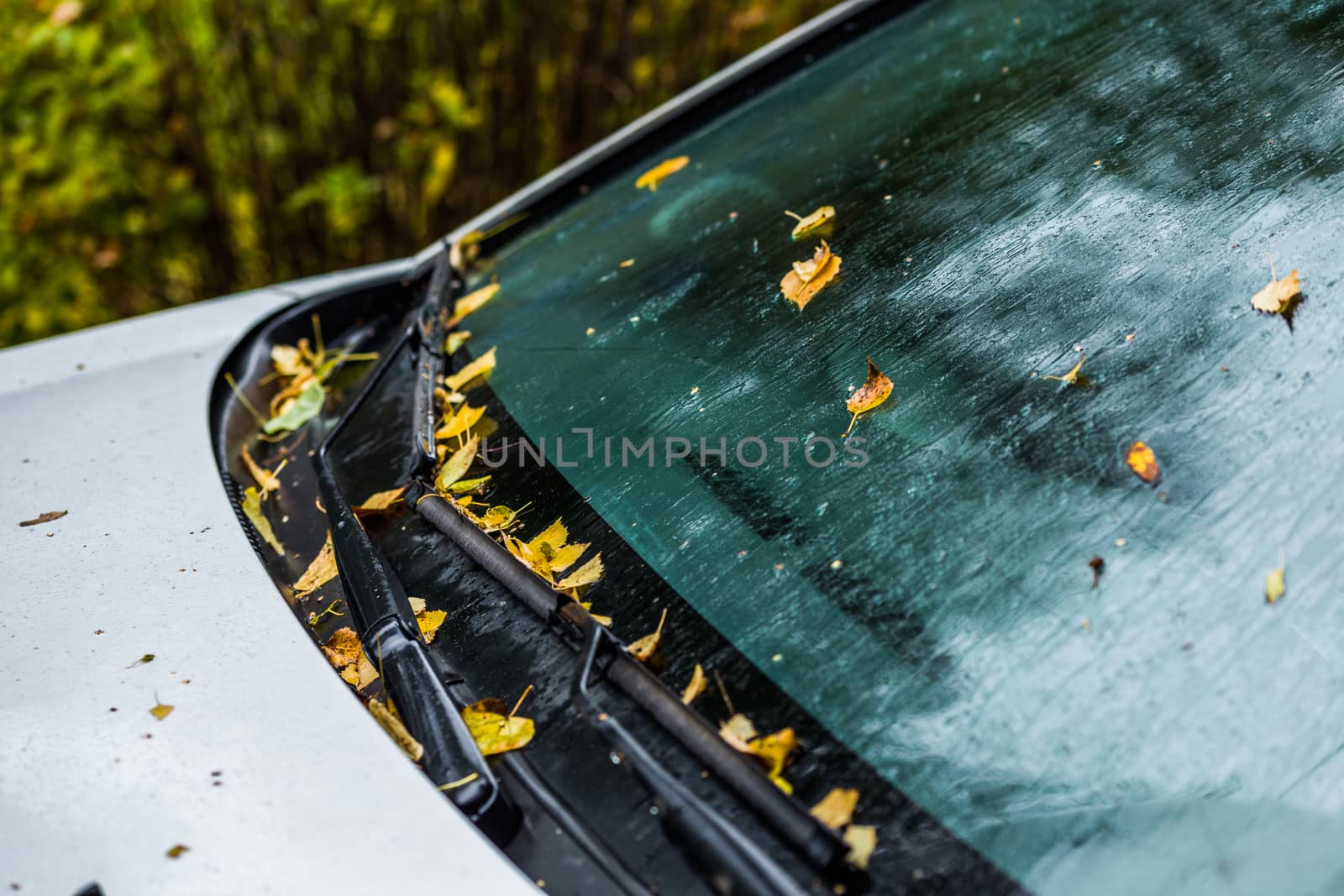 white car at autumn rainy day with orange birch leaves - selective focus win blur closeup by z1b
