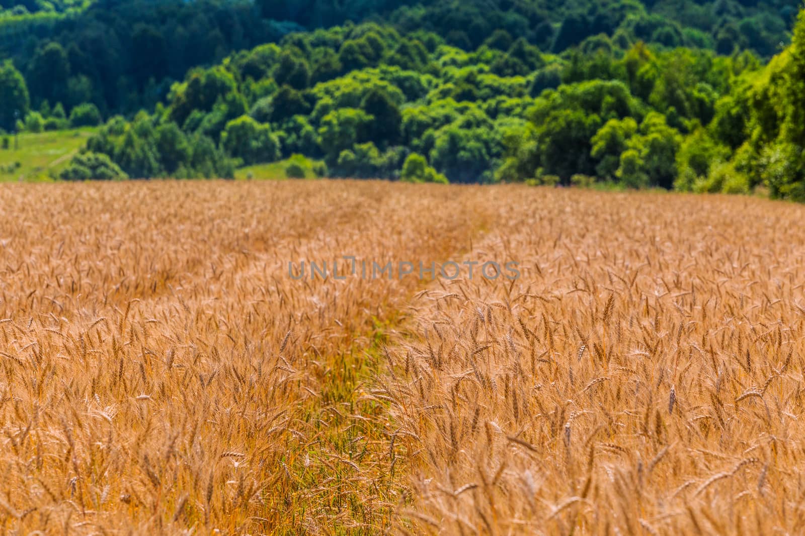 Yellow barley field at daytime under direct sunlight with selective focus. Blurry straight green forest line in background,