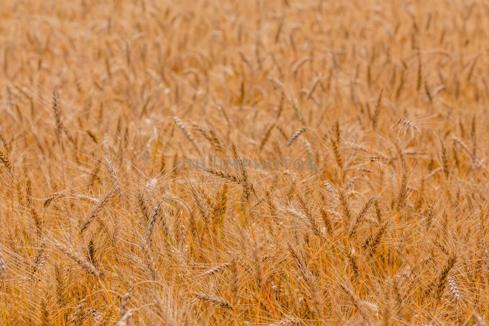 Yellow barley field at daytime under direct sunlight. Fully filled agriculture background with selective focus and blur.