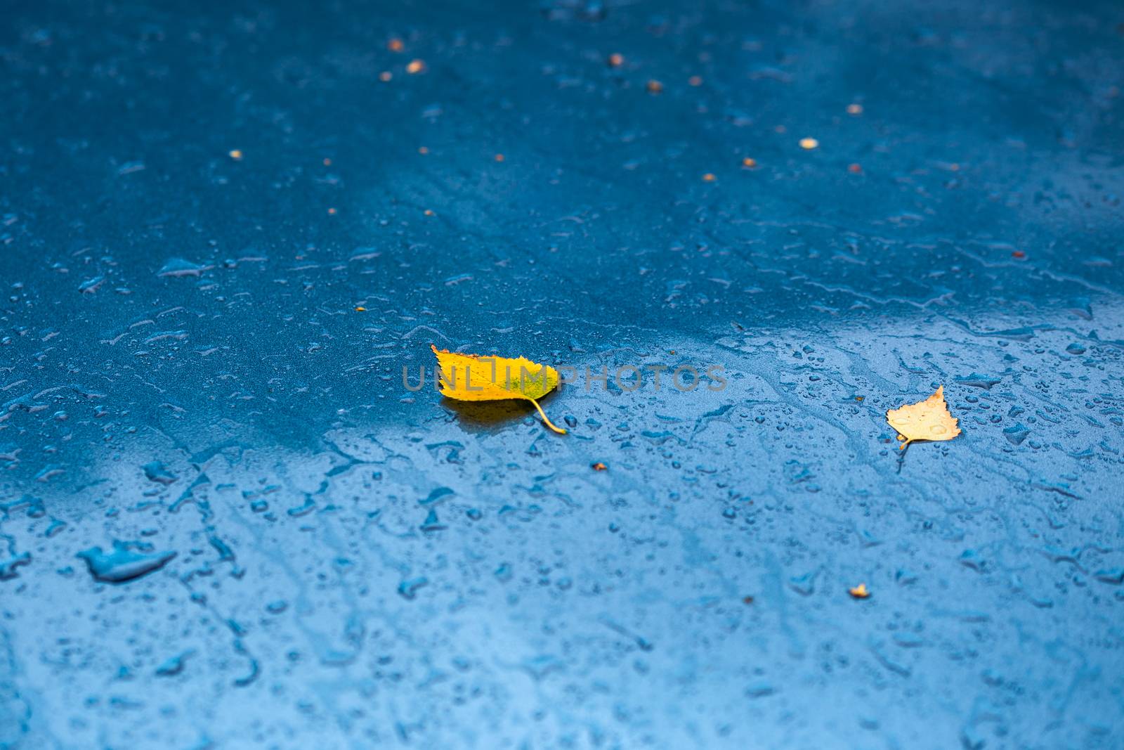 wet aquamarine blue car hood surface at autumn rainy day with yellow birch leaves and water drops - selective focus closeup with natural lens blur