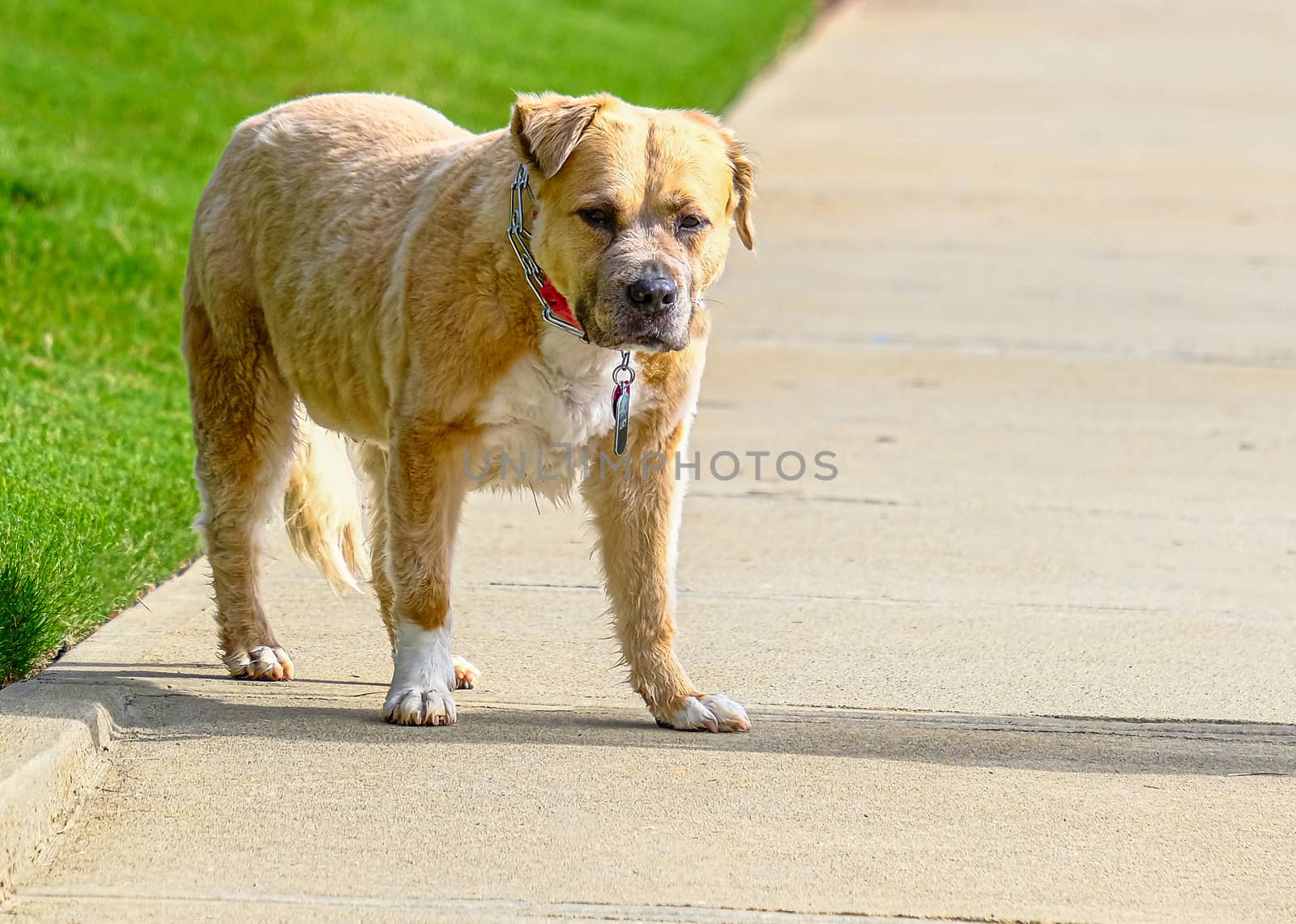 A brown and white Bull Terrier on a sidewalk by green grass