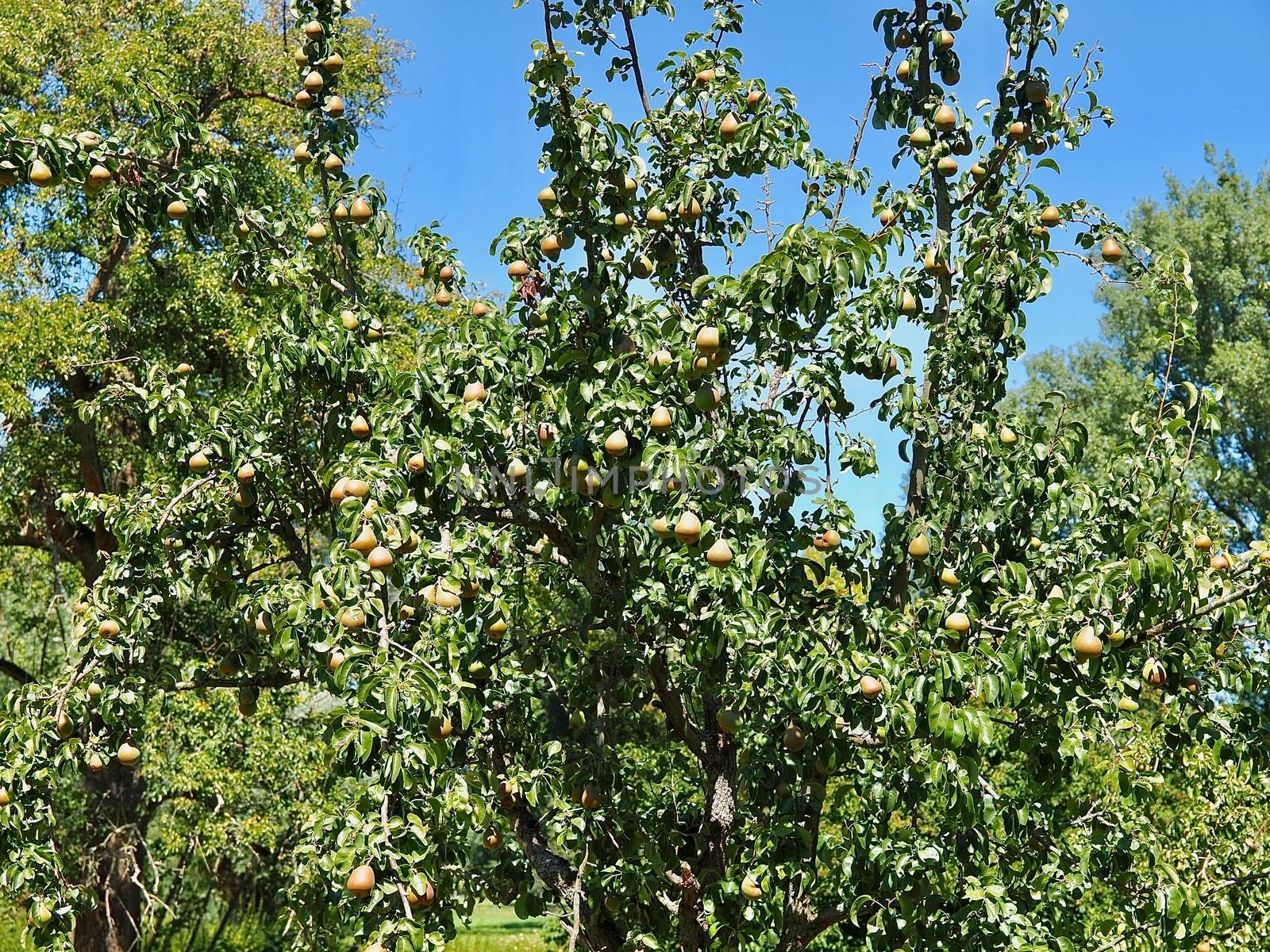 Pear tree full of fruits in summer by Stimmungsbilder