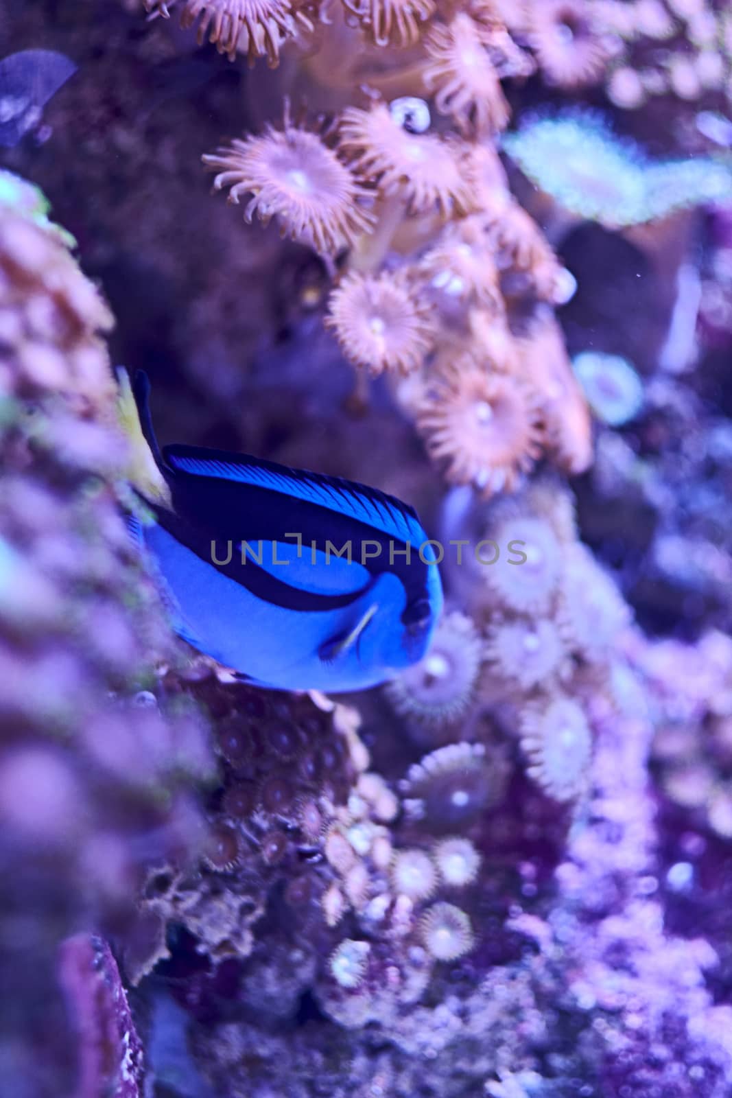 Blue surgeonfish swimming in the sea, algae, rocks, luminosity, ocean