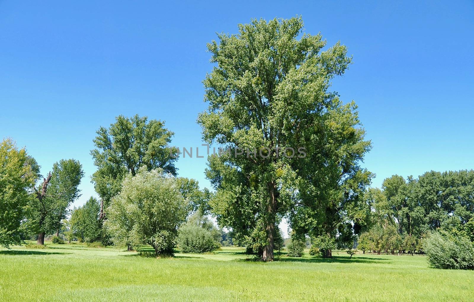 Beautiful nature with meadows and trees along Rhine river by Stimmungsbilder