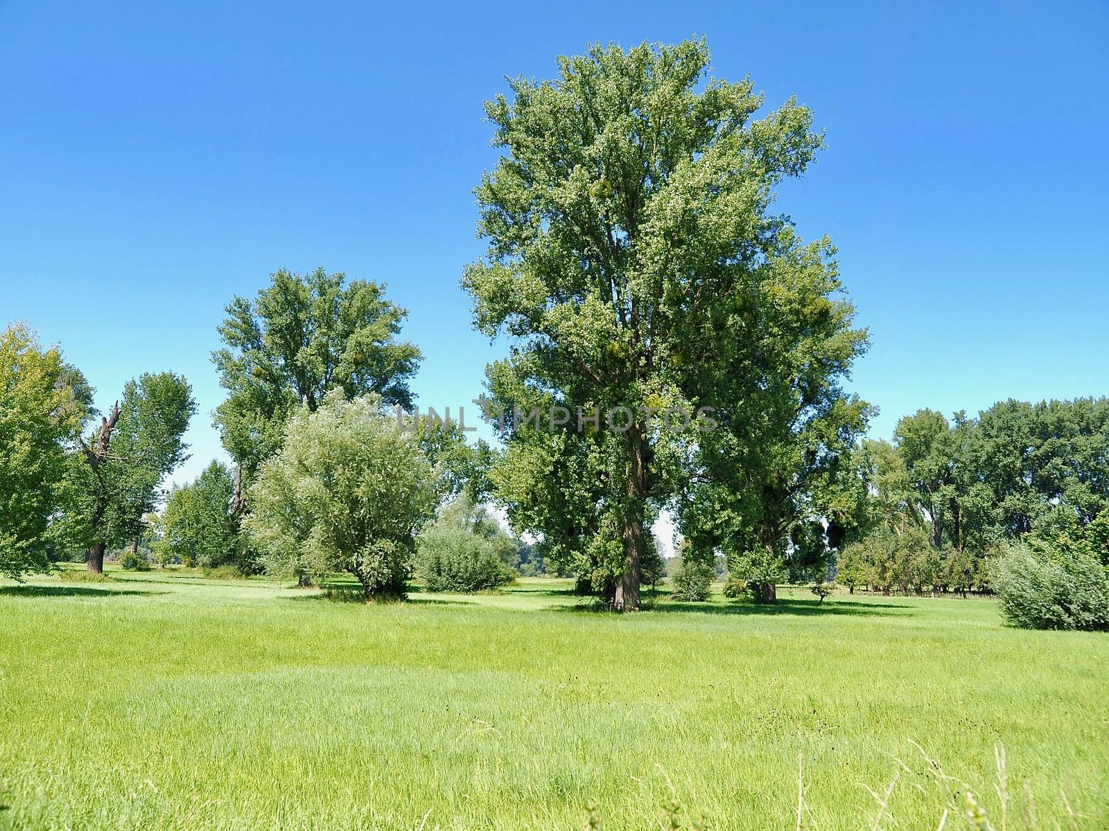 Beautiful nature with meadows and trees along Rhine river by Stimmungsbilder