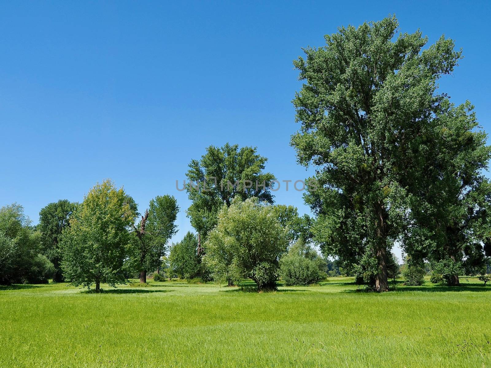 Beautiful nature with meadows and trees along Rhine river by Stimmungsbilder