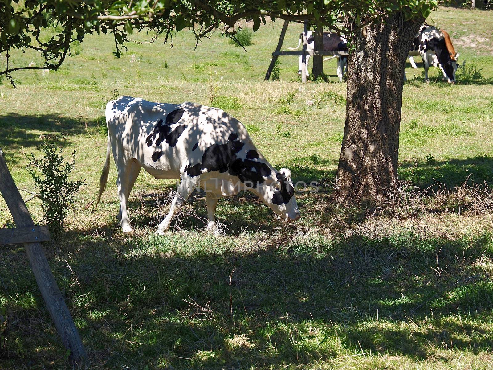 Cows in the Beautiful nature with meadows and trees along Rhine river by Stimmungsbilder