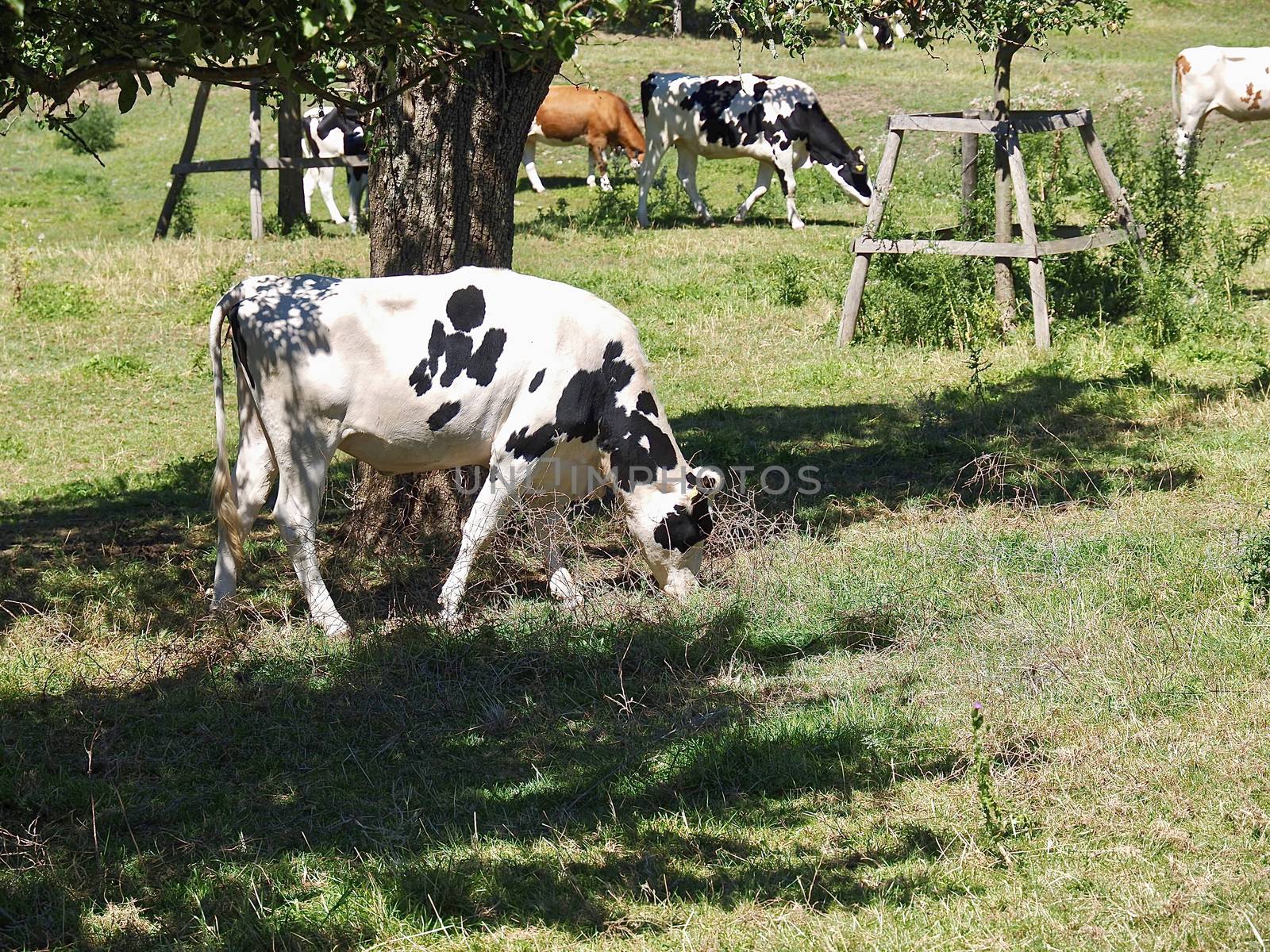 Cows in the Beautiful nature at Rhine river in Germany