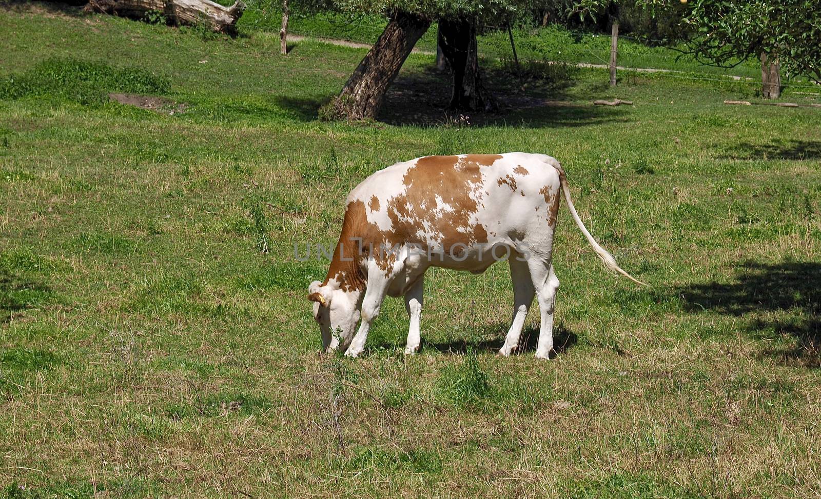 Cows in the Beautiful nature with meadows and trees along Rhine river by Stimmungsbilder