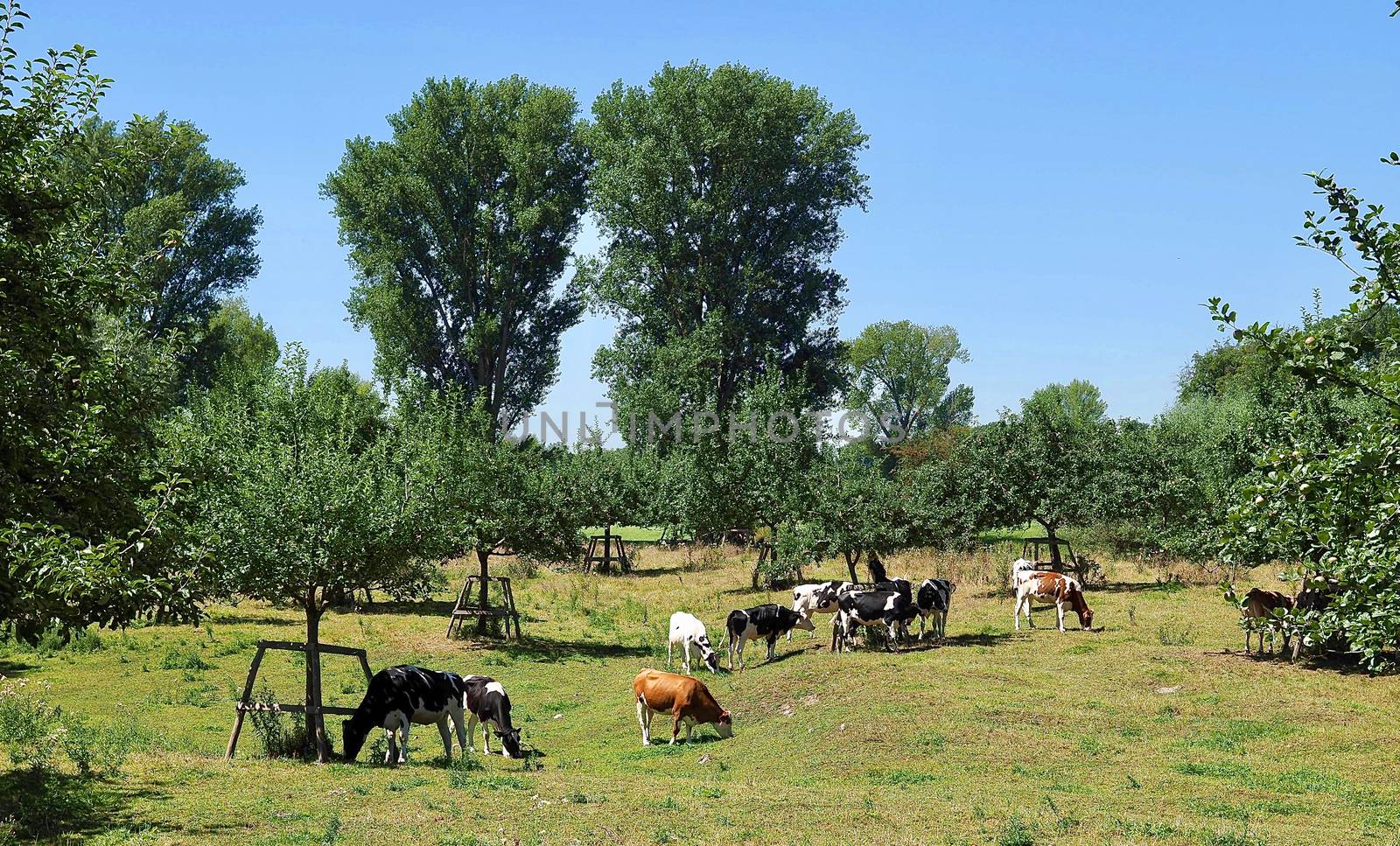 Cows in the Beautiful nature at Rhine river in Germany