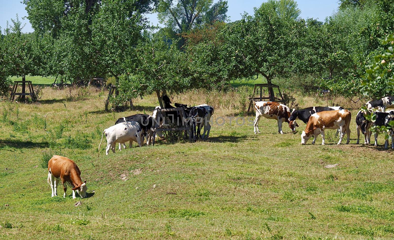 Cows in the Beautiful nature with meadows and trees along Rhine river by Stimmungsbilder