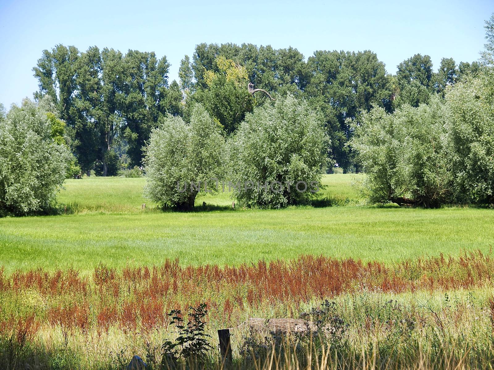 Beautiful nature with meadows and trees along Rhine river by Stimmungsbilder