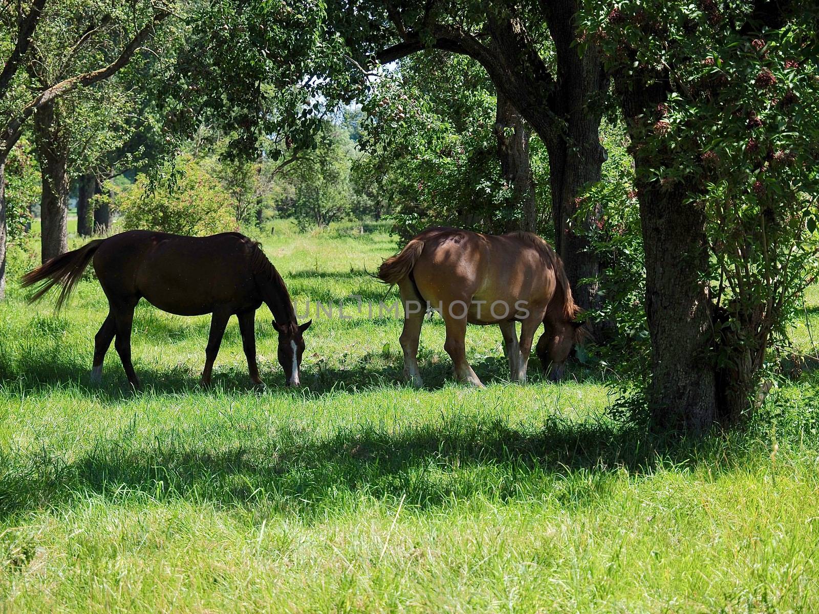 Horses in the Beautiful nature with meadows and trees along Rhine river by Stimmungsbilder