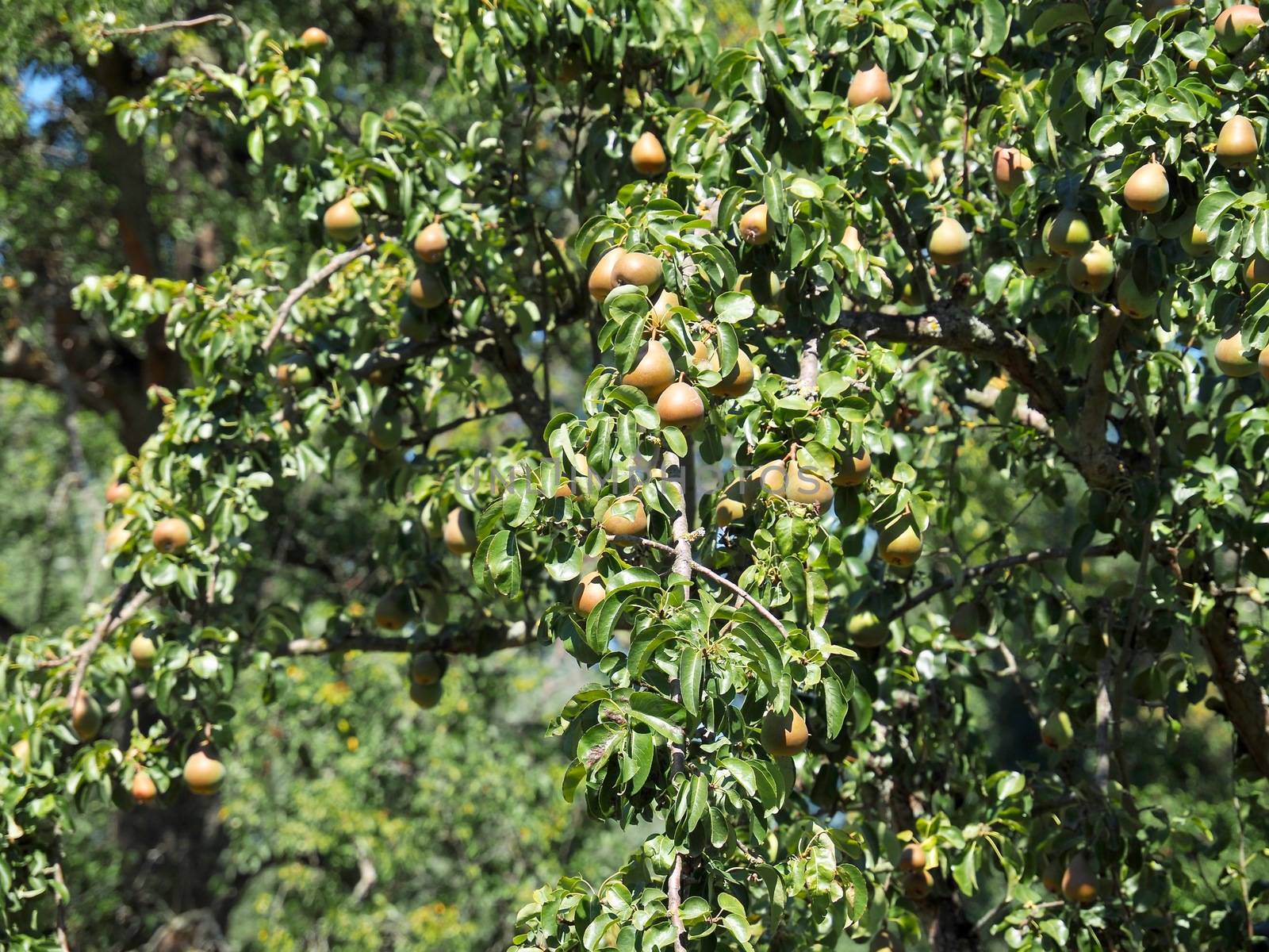 Many pears hang on a tree in summer