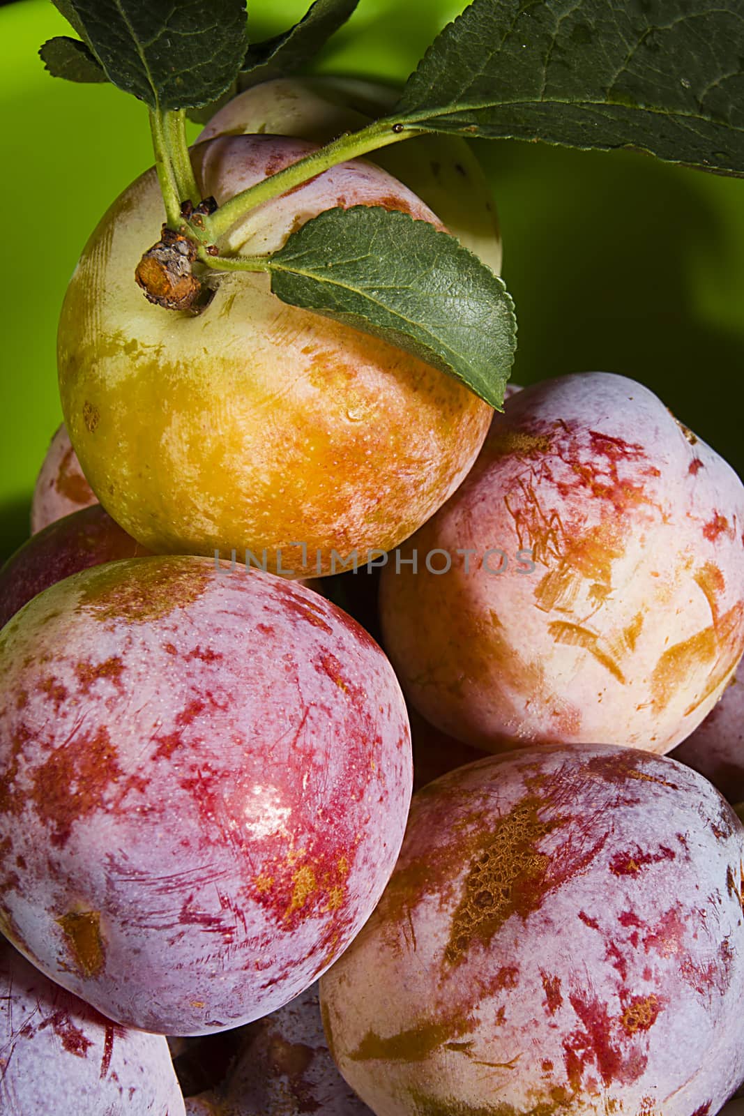 Many ripe plums on a green background
