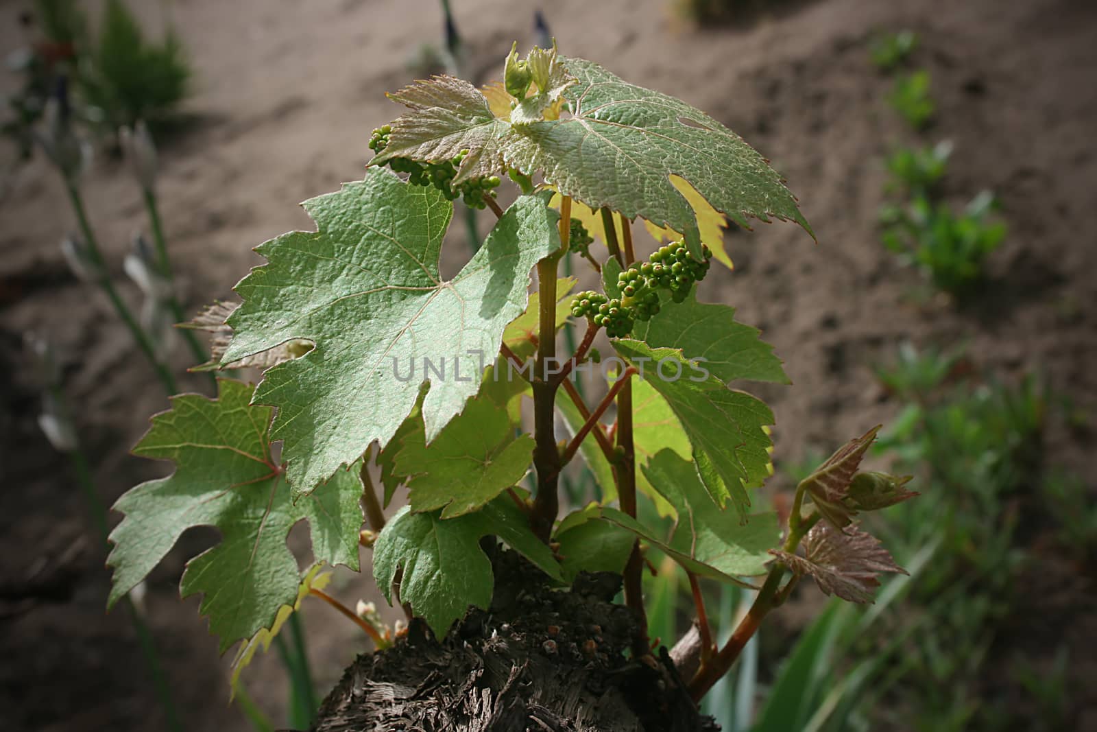 Young branch of grapes on the vineyard crop