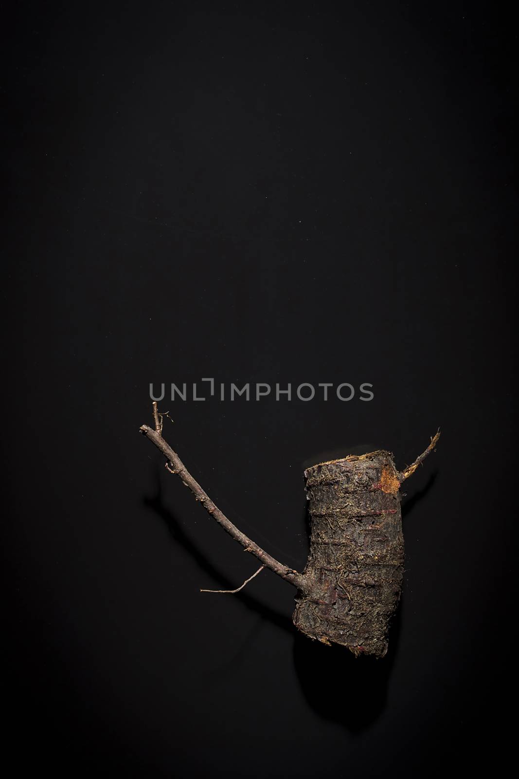 Wooden log with knots on a black background