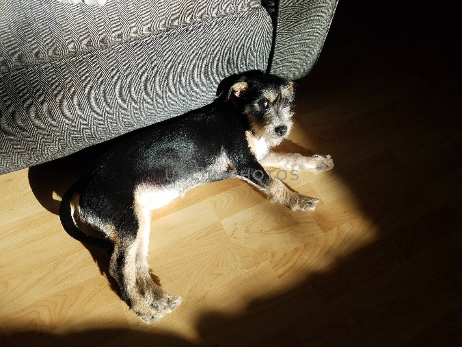 black and white dog relaxing in sun beam on wood floor by stockphotofan1