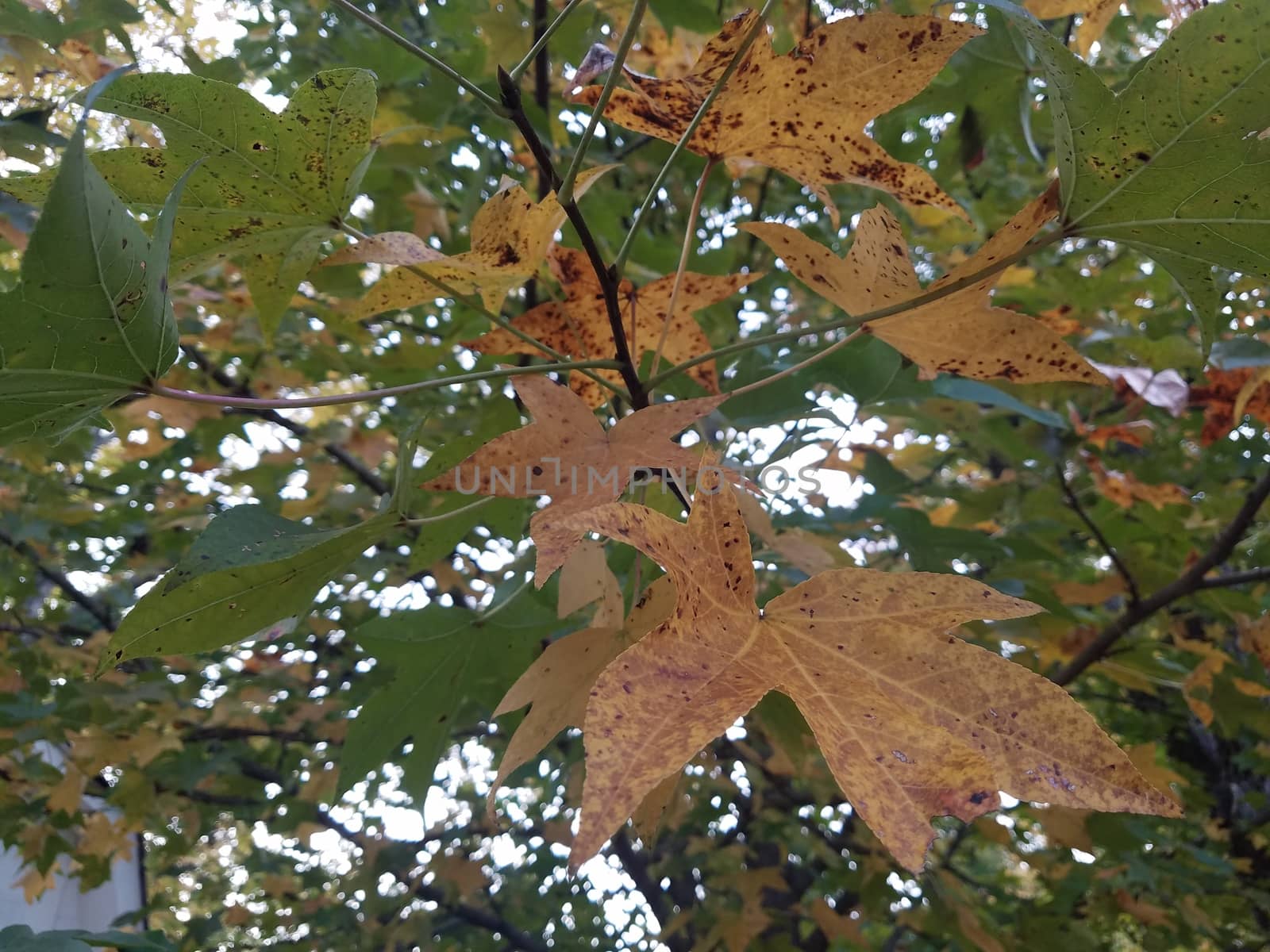 spots on yellow and green leaves in tree branches