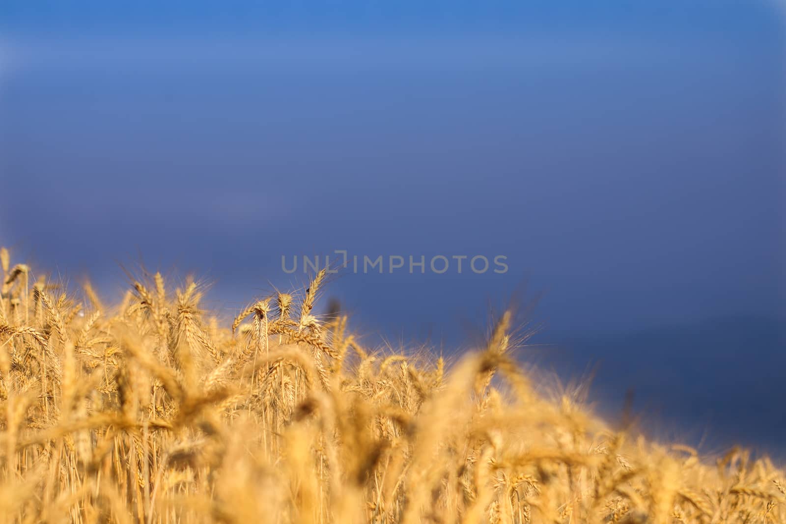 Field of Wild spicas of weat scenery view as a background