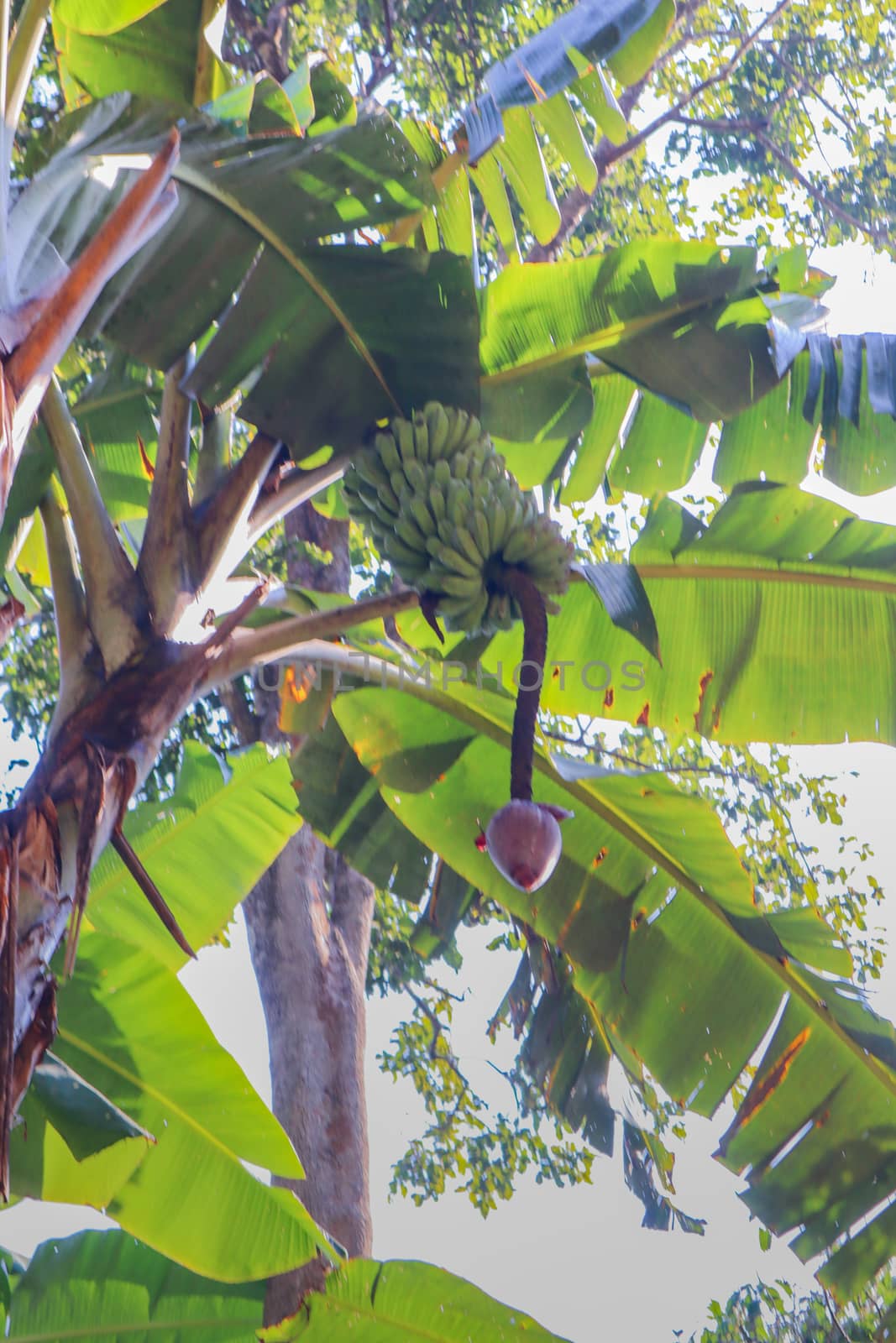 Banana flower hanging from the tree.