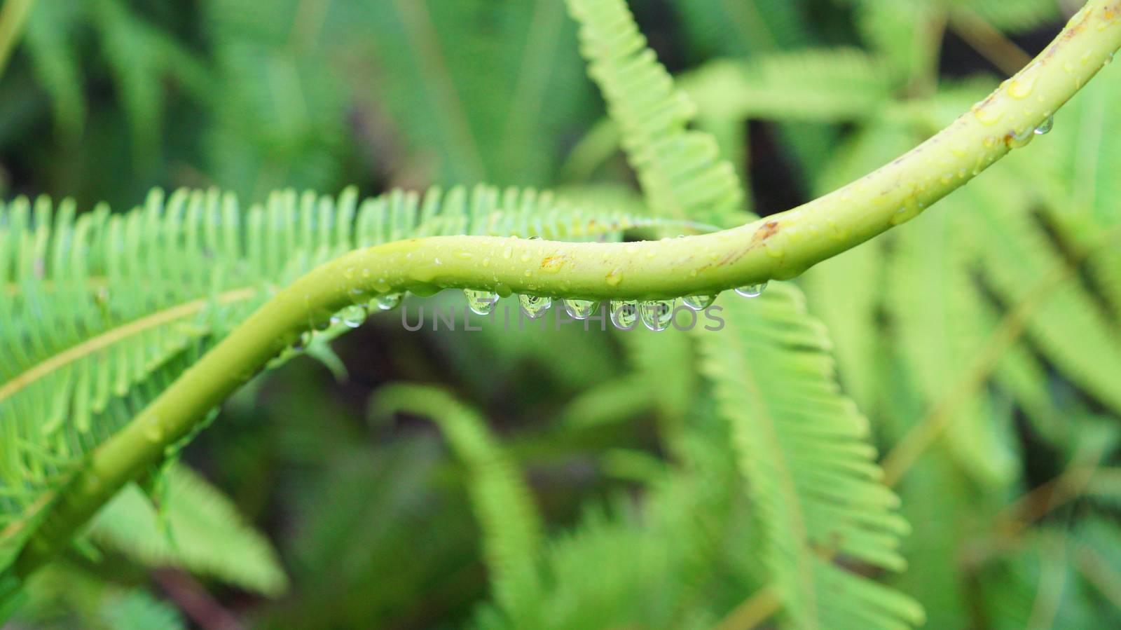 Drop of dew stuck on a plant against a blurry background in the morning.