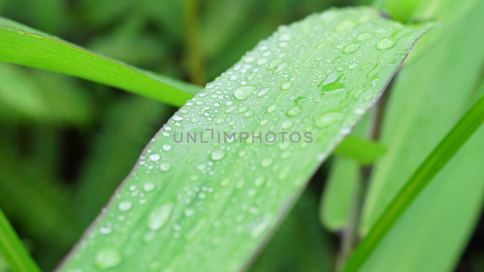 Close-up of a leaf and water drops on it background