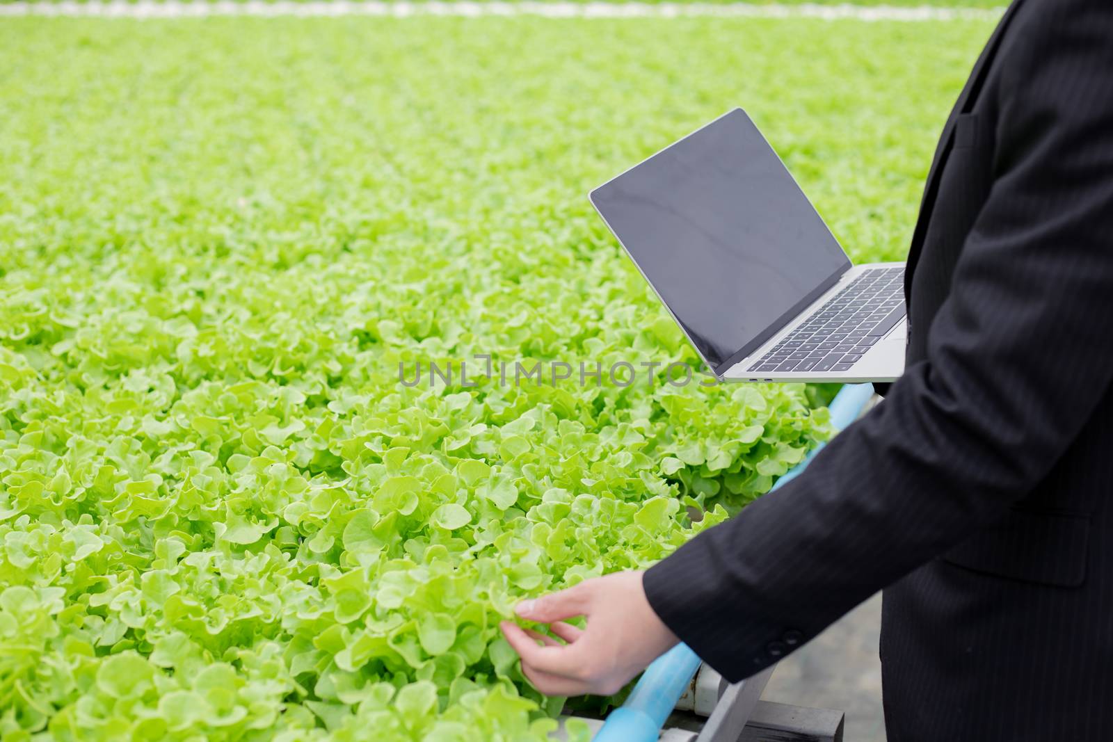 Farm inspectors are watching and touching fresh vegetables to check the freshness from non-toxic vegetables using technology for inspection.